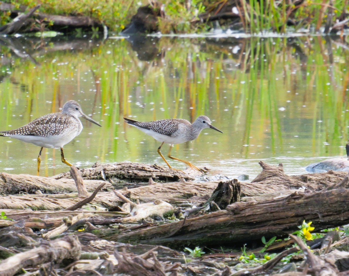 Lesser Yellowlegs - ML642224974