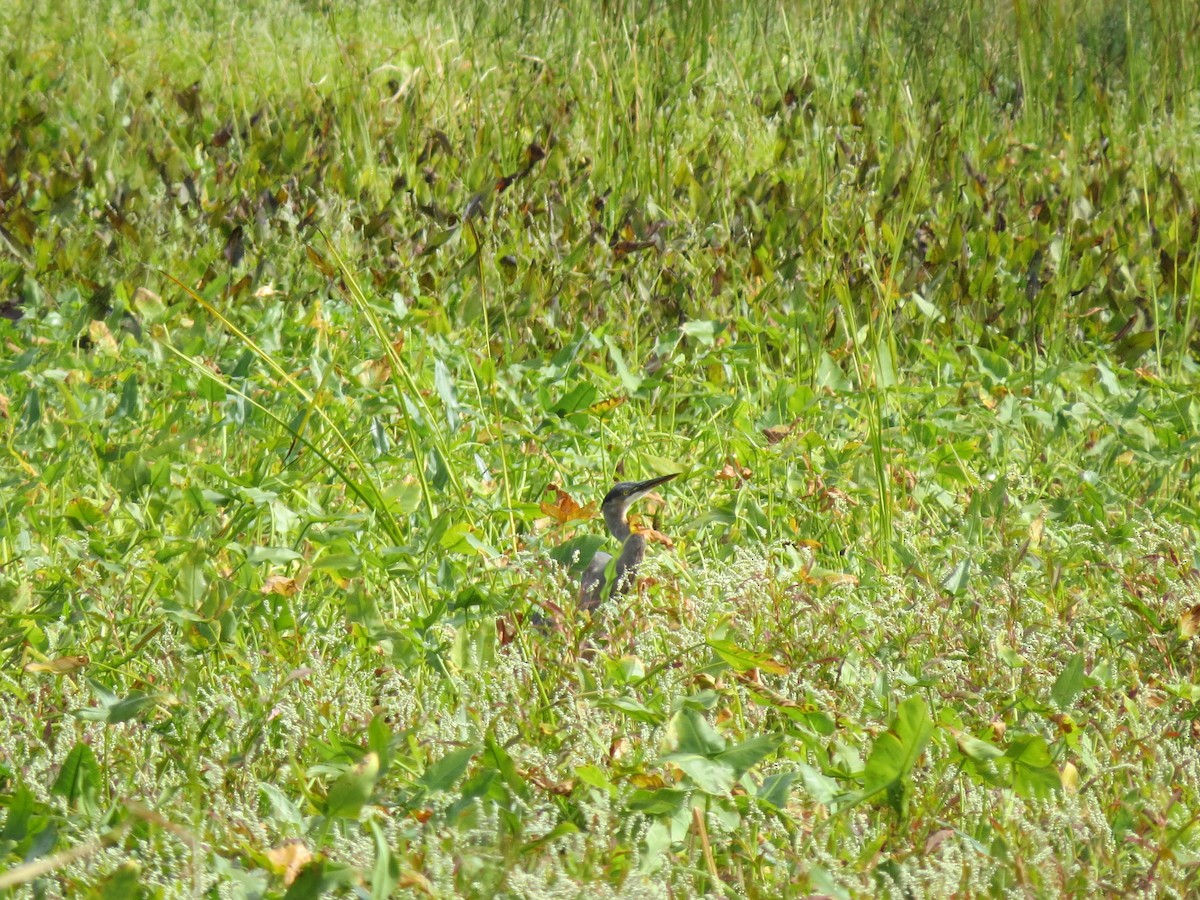 Great Blue Heron - ML642224975