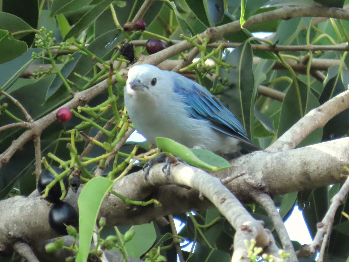 Blue-gray Tanager - ML642224978