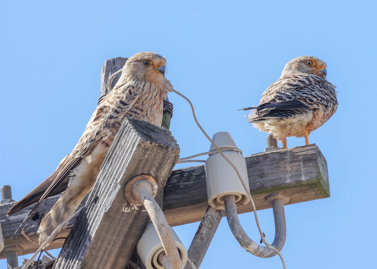 Greater Kestrel - ML642224980
