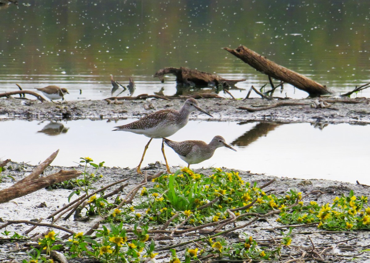 Lesser Yellowlegs - ML642224981