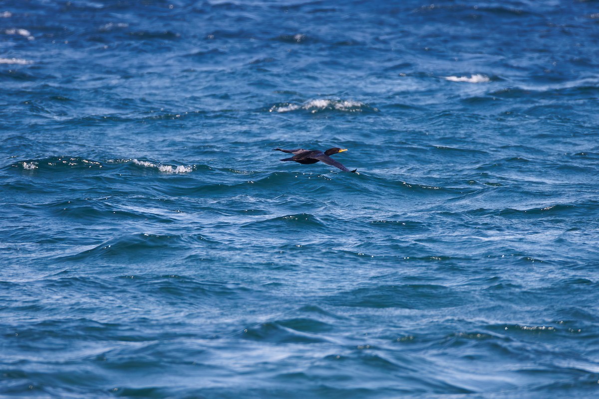 Double-crested Cormorant - ML642224986