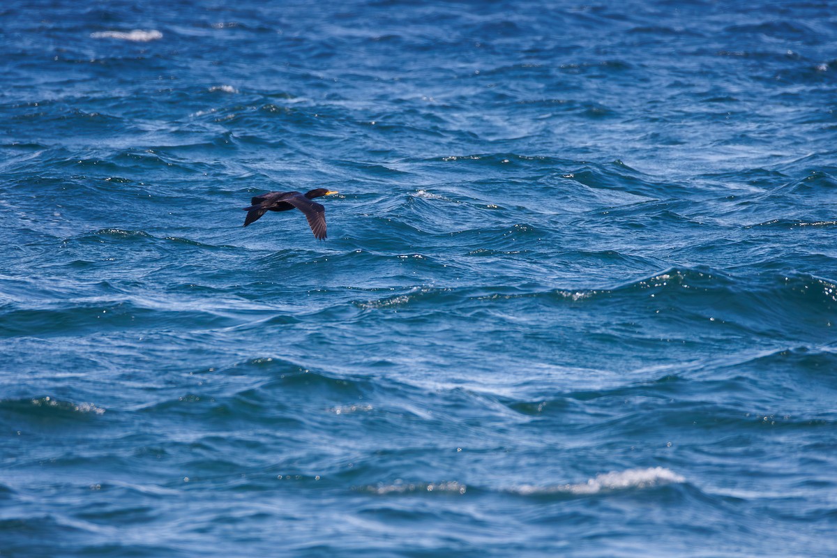 Double-crested Cormorant - ML642224987