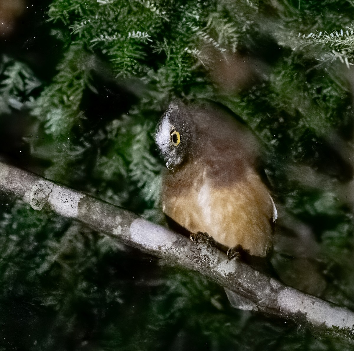 Northern Saw-whet Owl - ML642224995