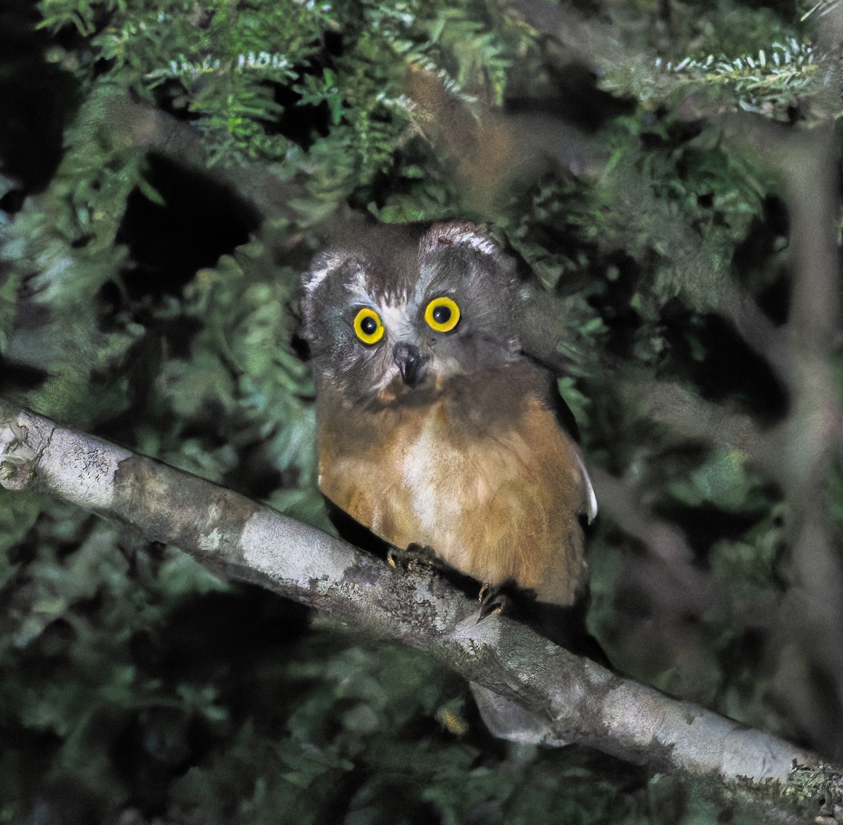 Northern Saw-whet Owl - ML642224997