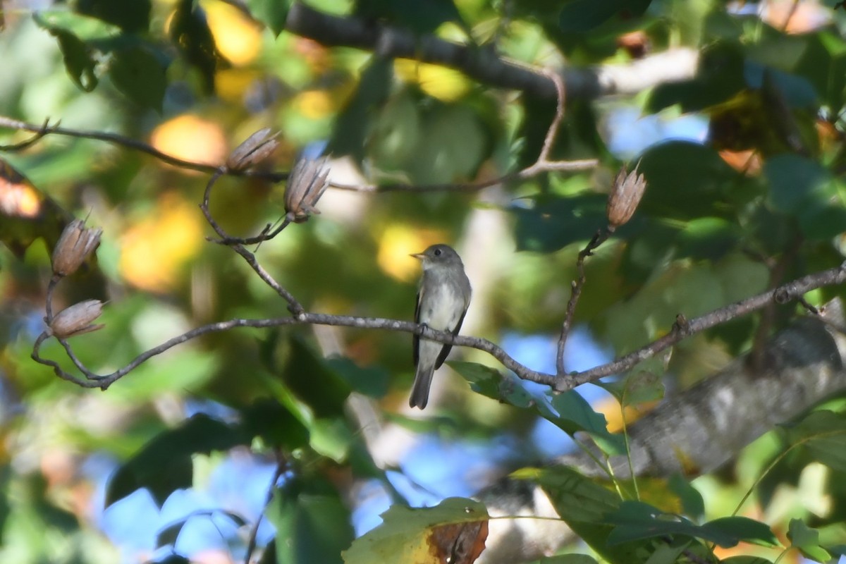 Eastern Wood-Pewee - ML642225011