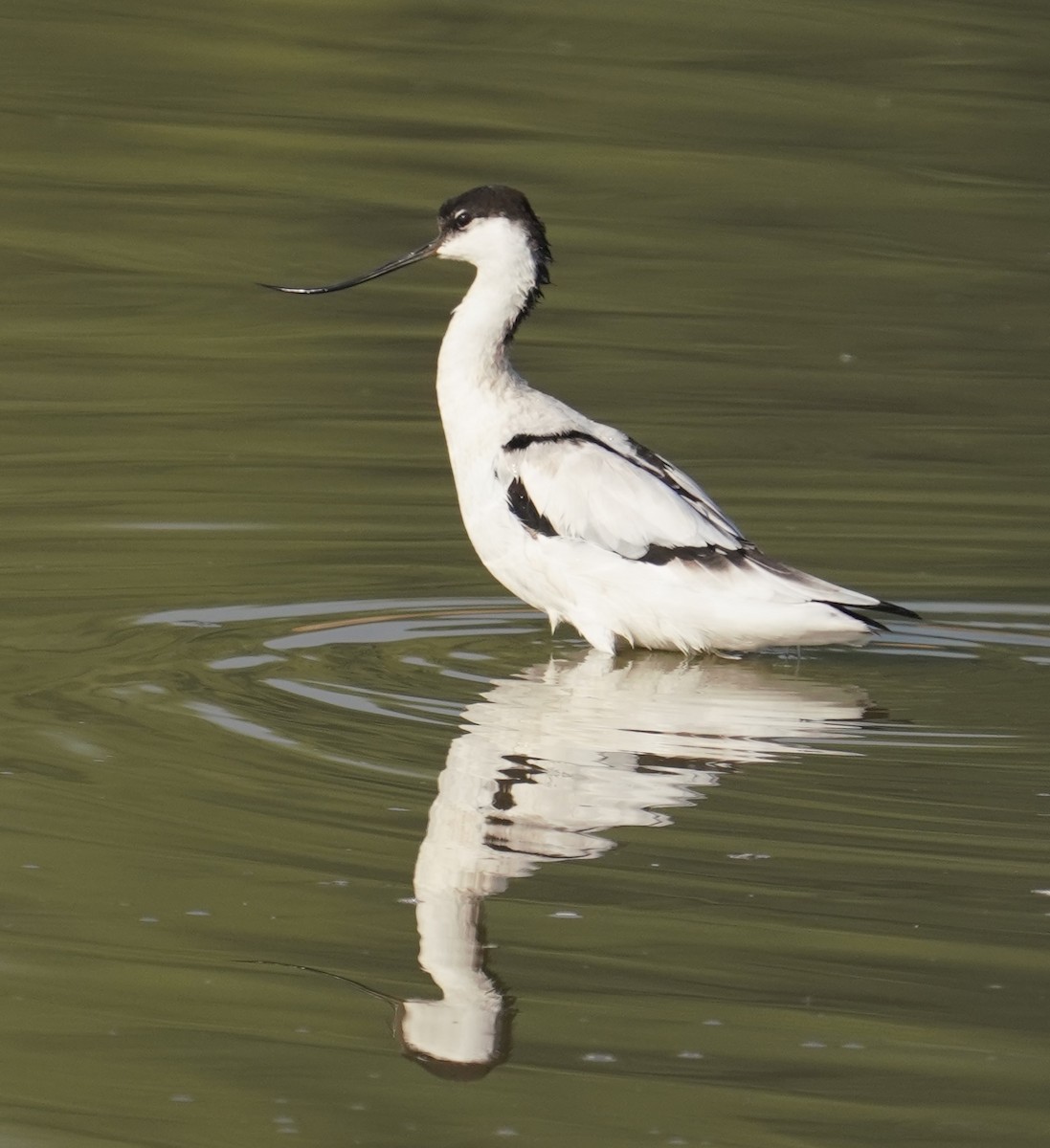 Pied Avocet - ML642225012
