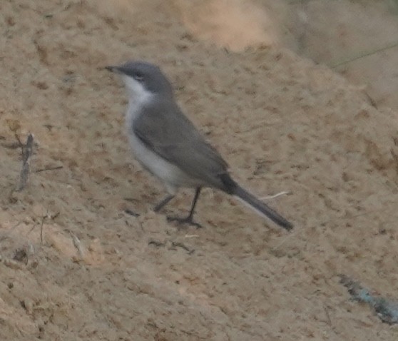 סבכי קטן - ML642225022