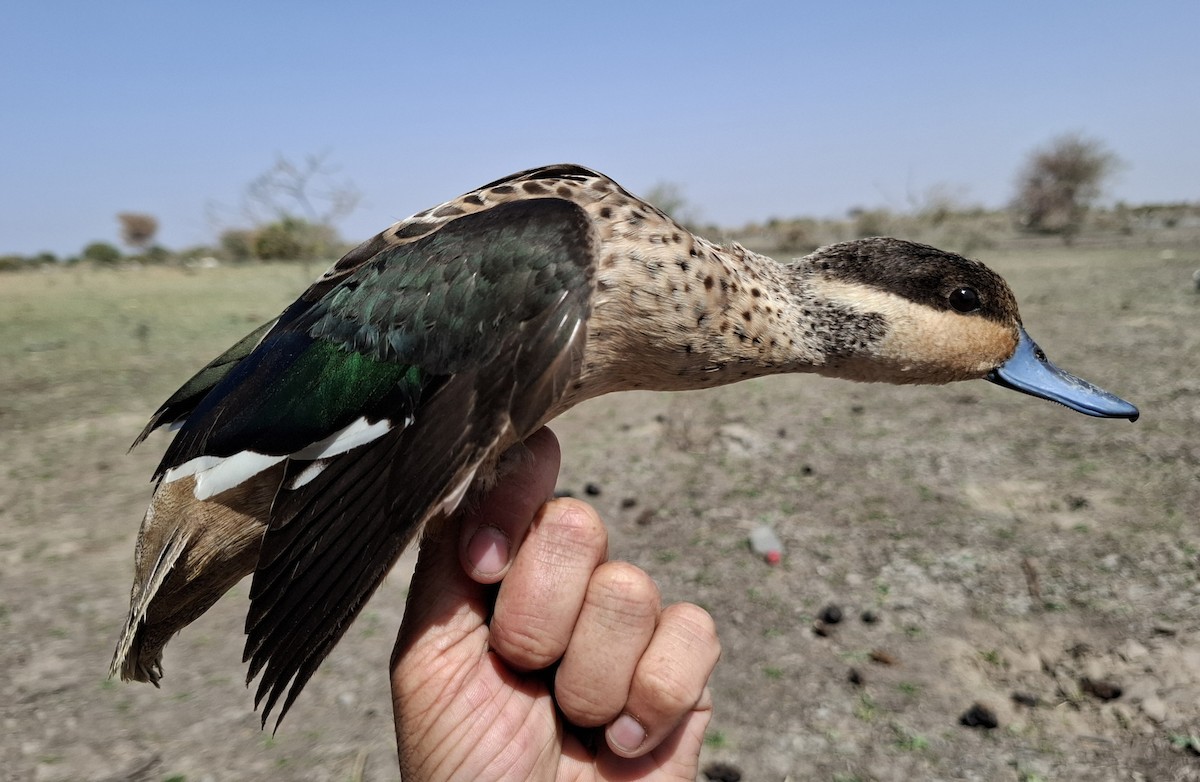 Blue-billed Teal - ML642225025
