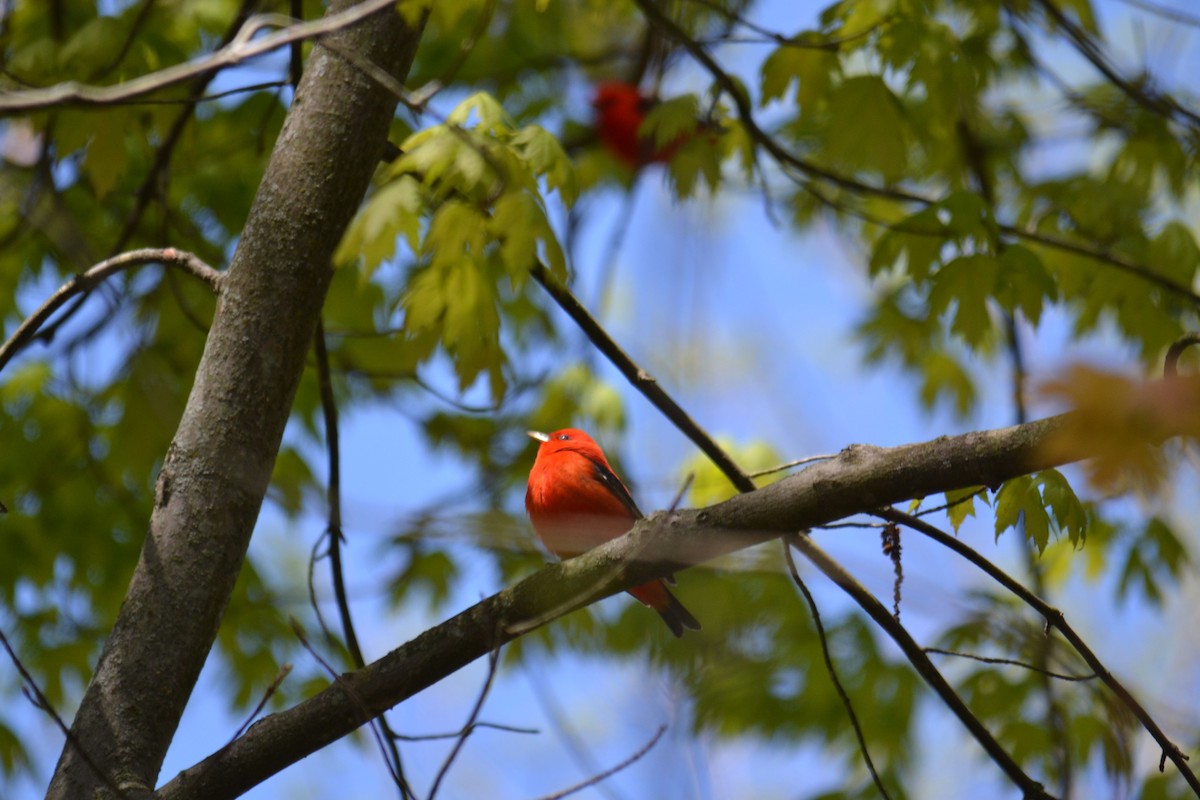 להבית ססגונית - ML642225027