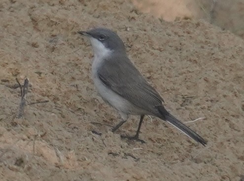 סבכי קטן - ML642225036