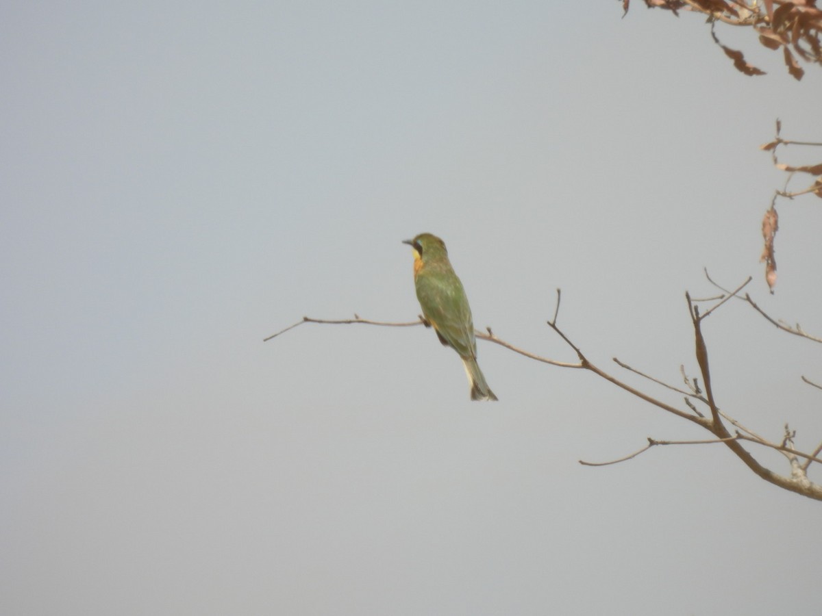 Little Bee-eater - ML642225049