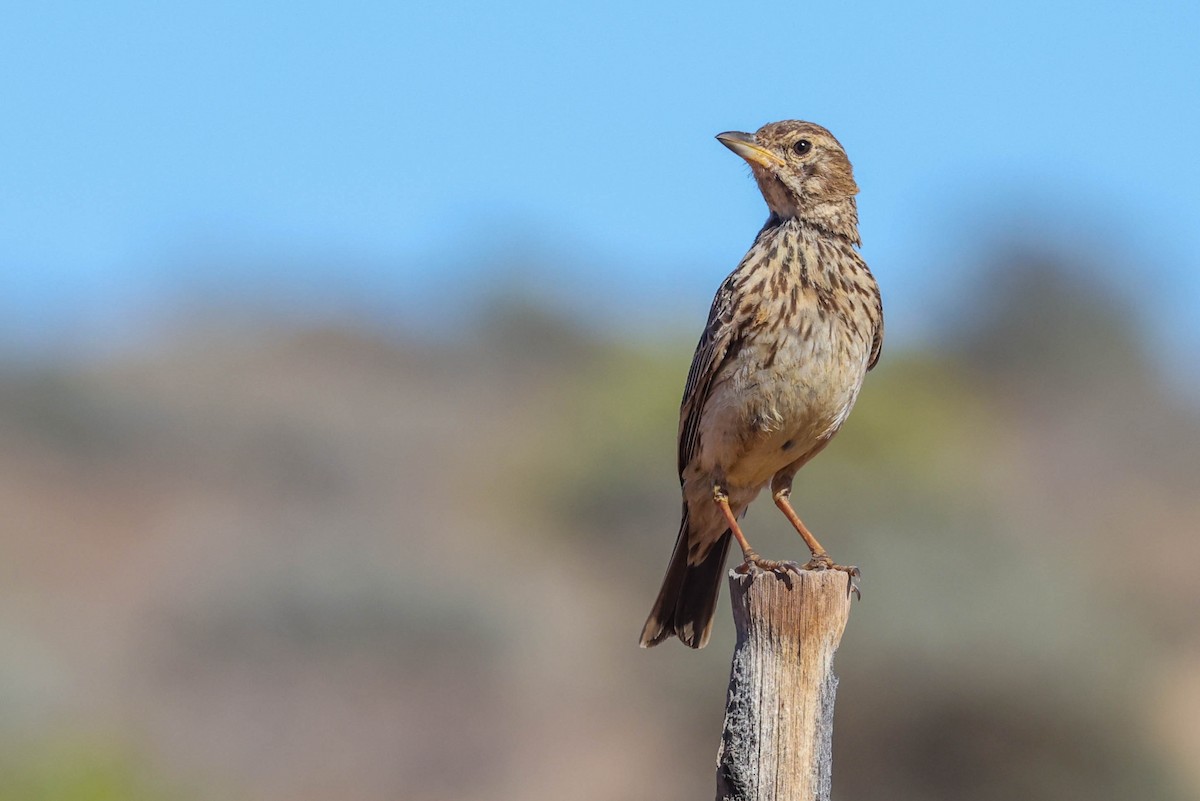 Large-billed Lark - ML642225051