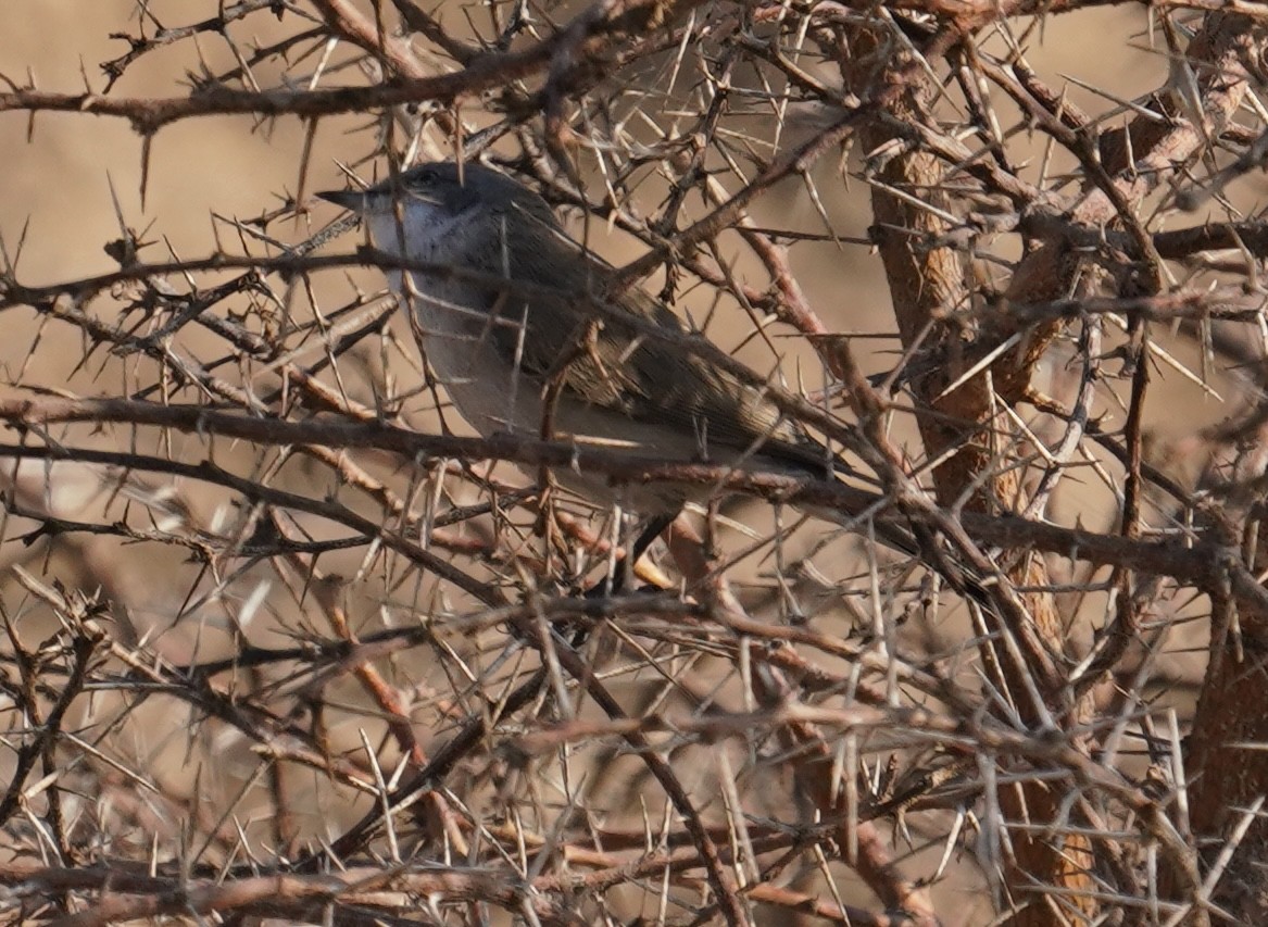 סבכי קטן - ML642225052