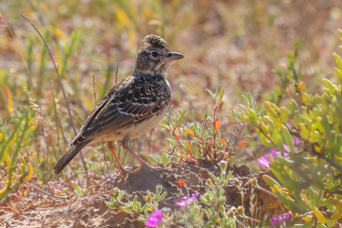 Large-billed Lark - ML642225063