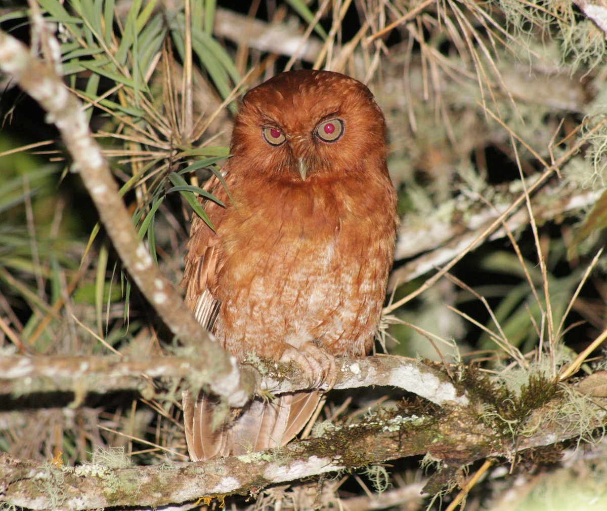 Santa Marta Screech-Owl - ML642225085