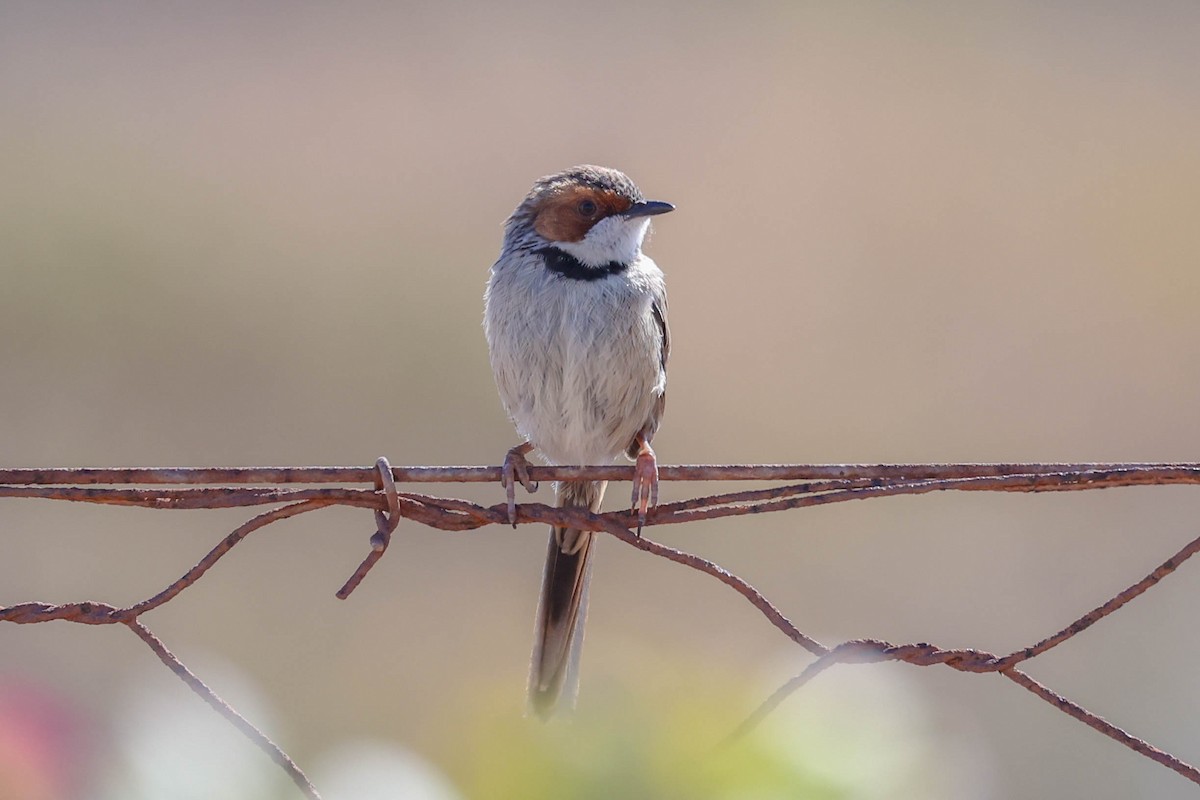 Rufous-eared Warbler - ML642225097