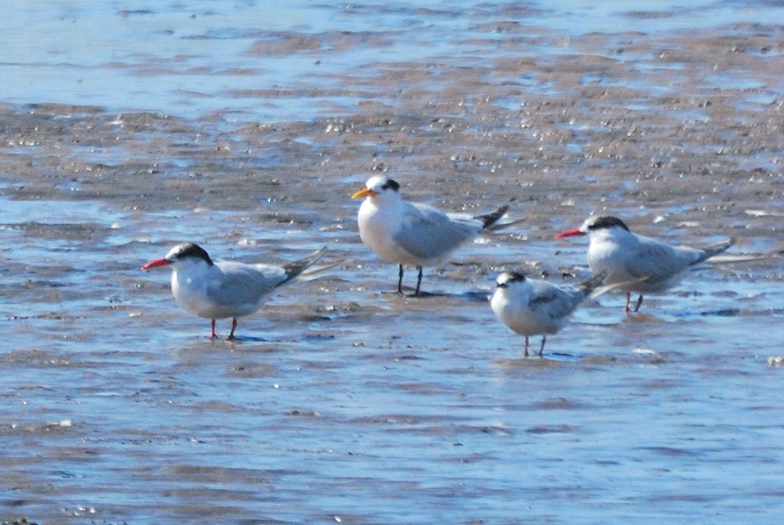 Sterne pierregarin - ML642225100