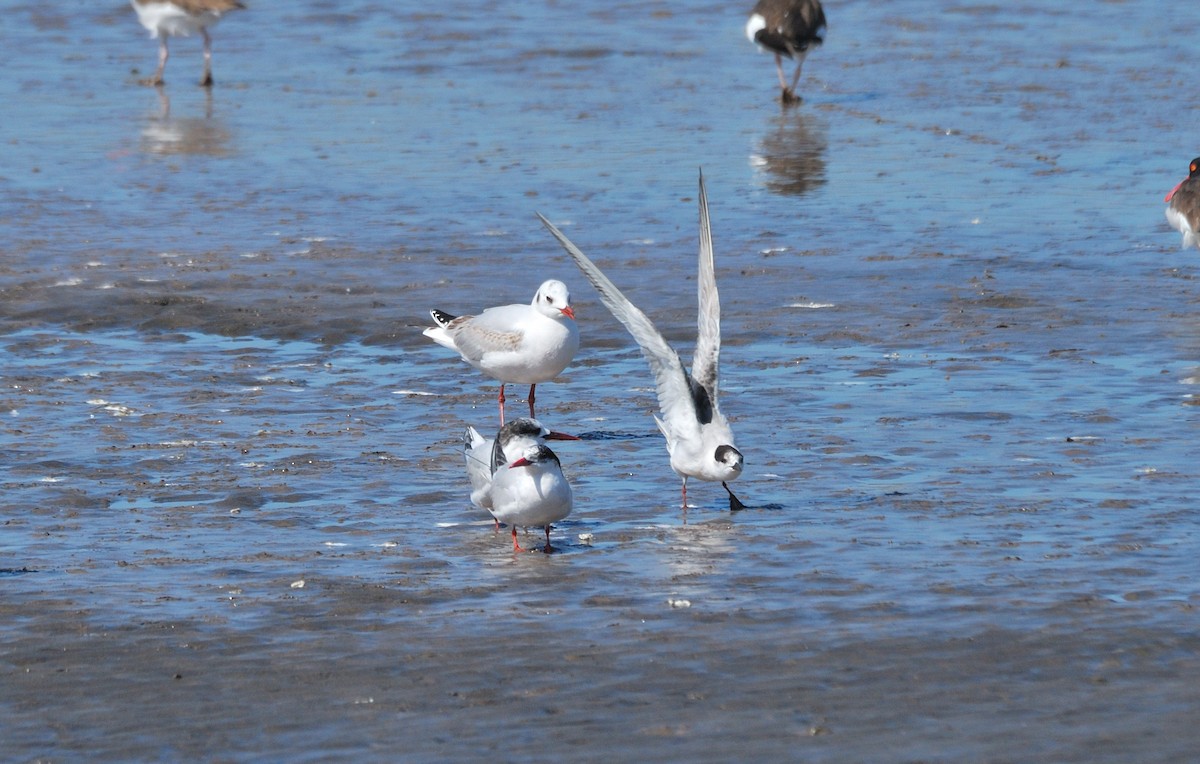 Sterne pierregarin - ML642225101