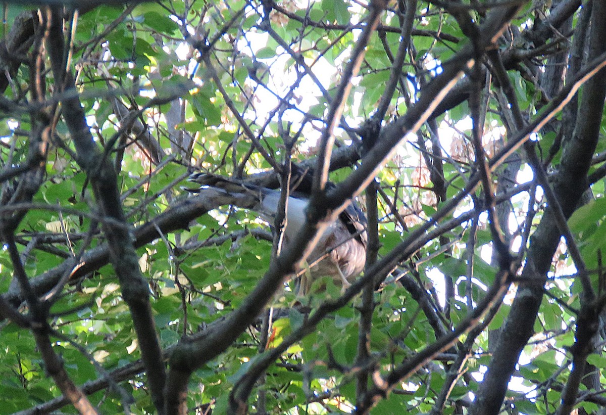 jestřáb americký - ML642225112