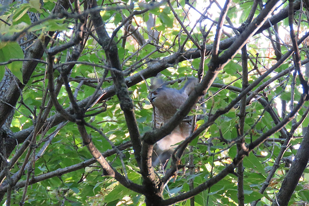 jestřáb americký - ML642225113