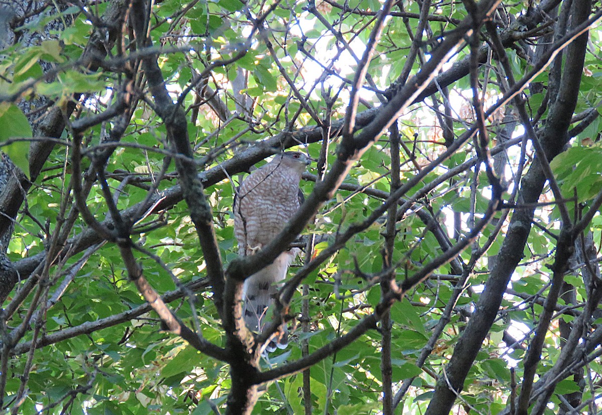 jestřáb americký - ML642225114