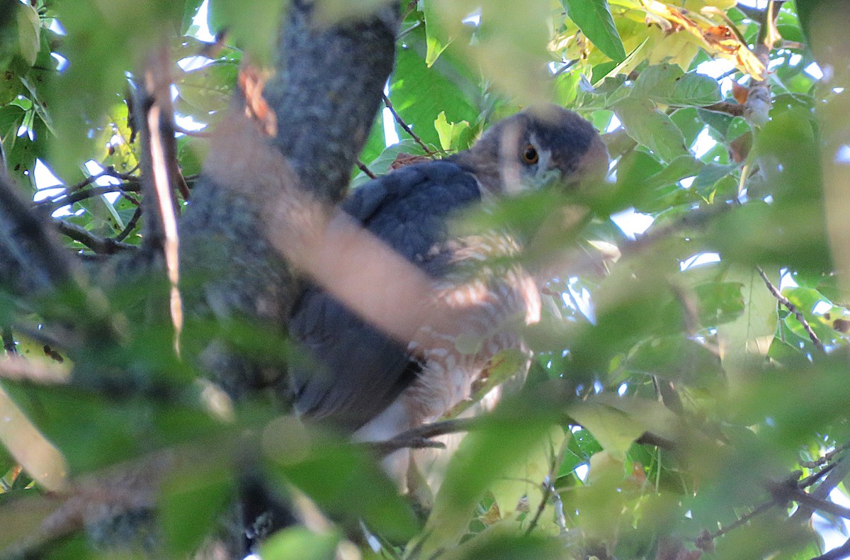 jestřáb americký - ML642225115