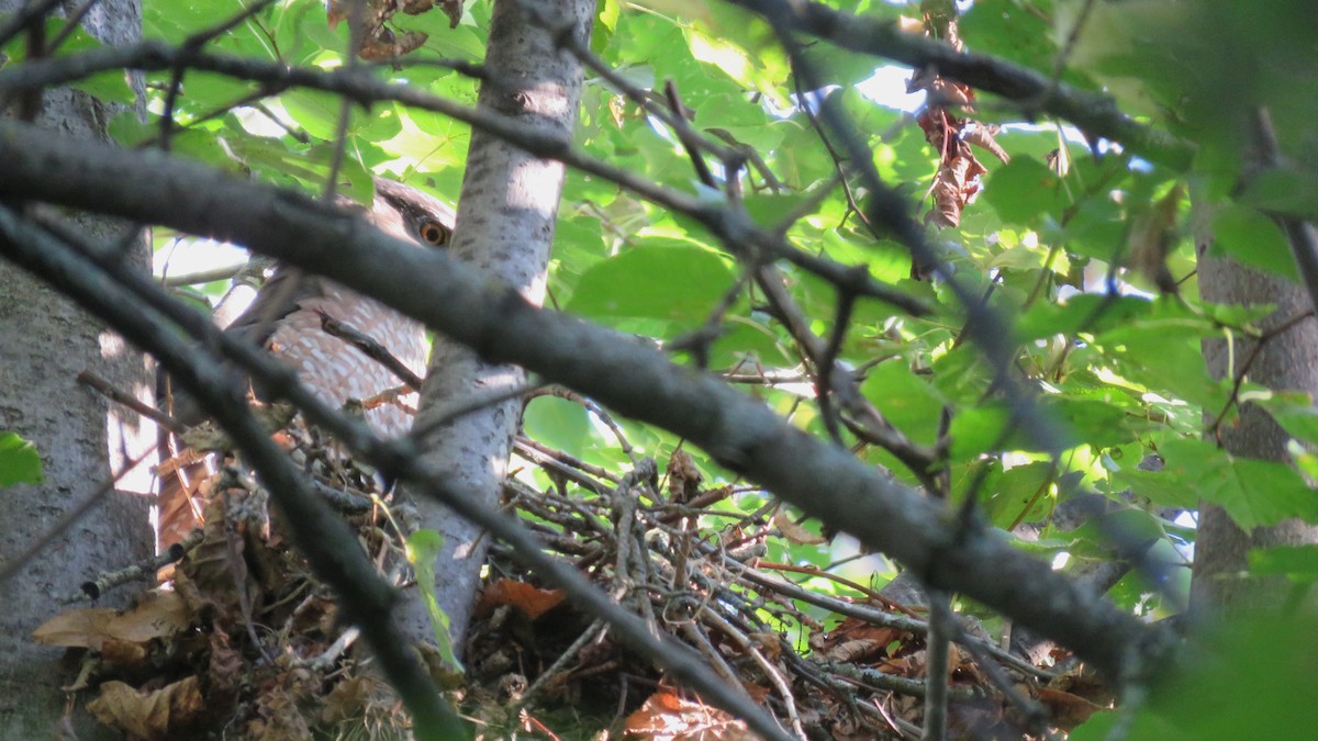 jestřáb americký - ML642225116