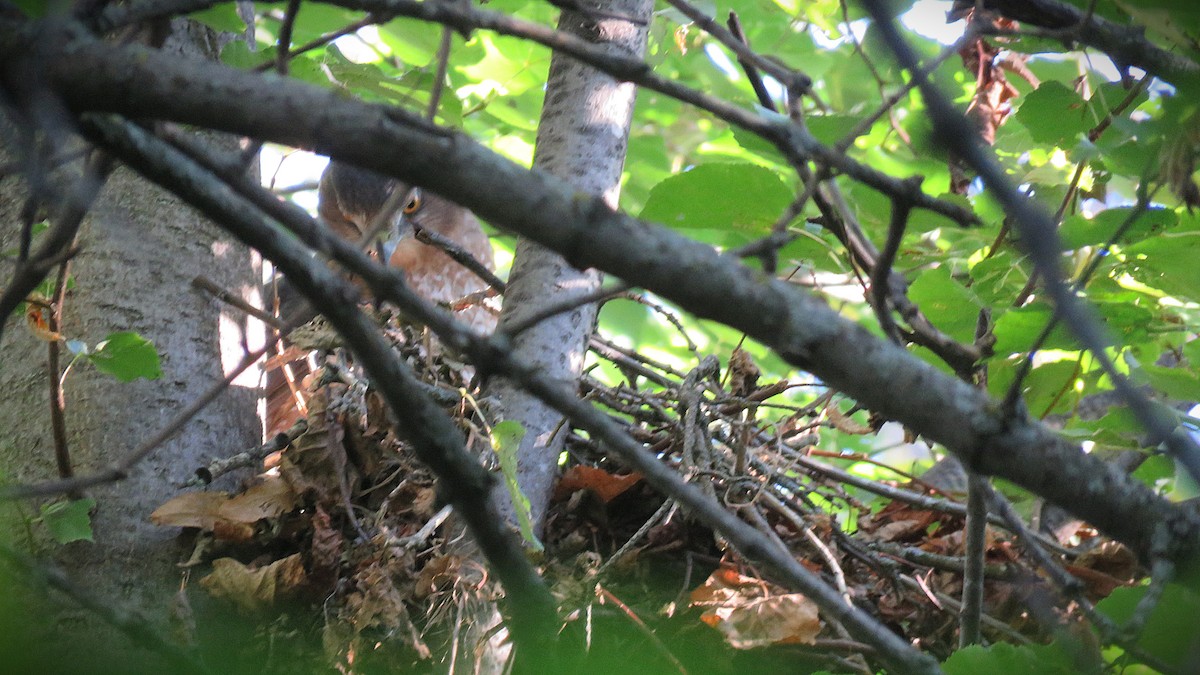 jestřáb americký - ML642225117