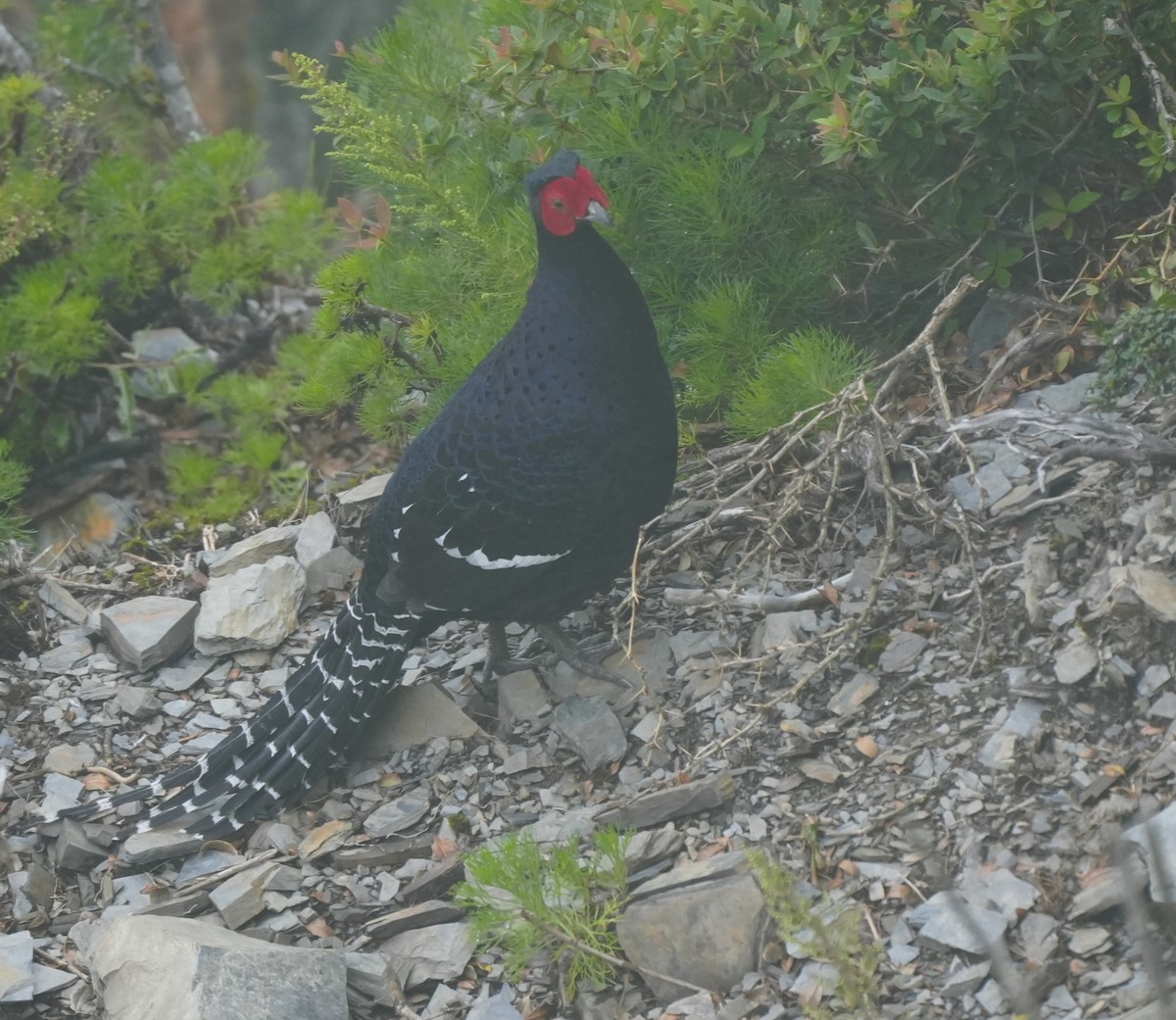 Mikado Pheasant - ML642225120