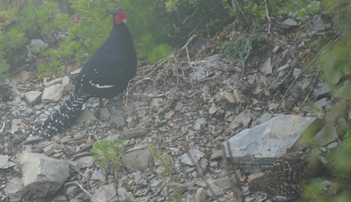 Mikado Pheasant - ML642225121