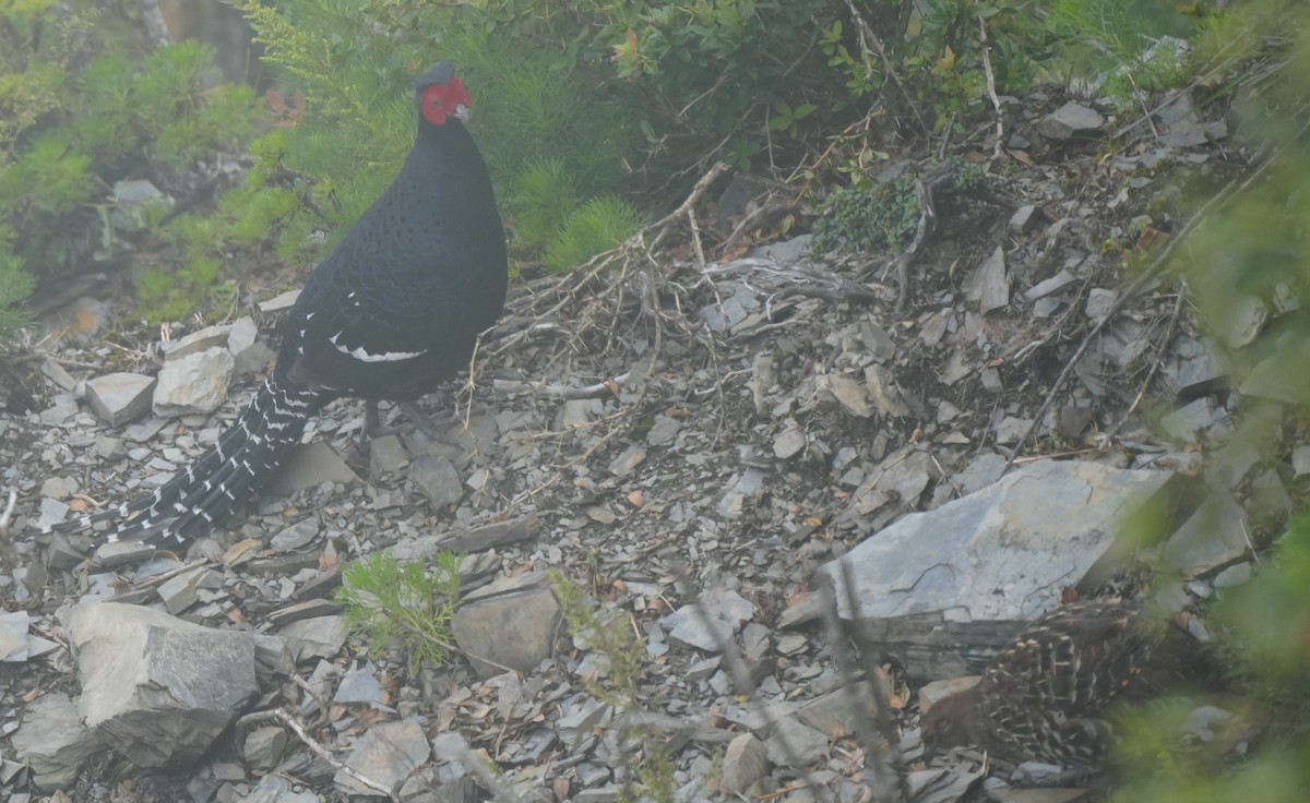 Mikado Pheasant - ML642225122