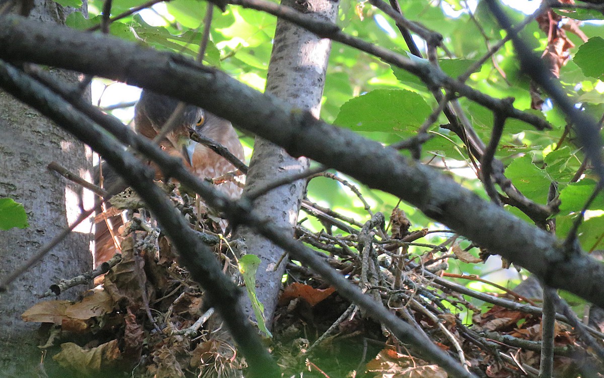 jestřáb americký - ML642225130