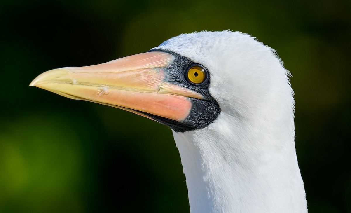 Nazca Booby - ML642225150