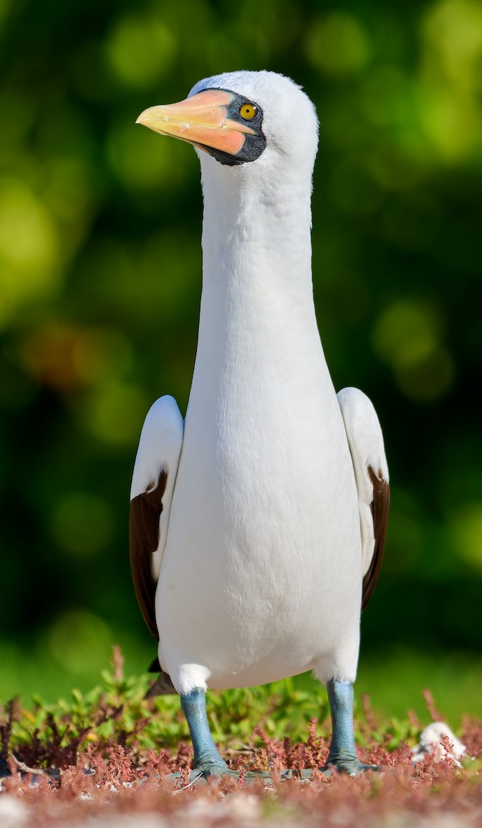 Nazca Booby - ML642225151