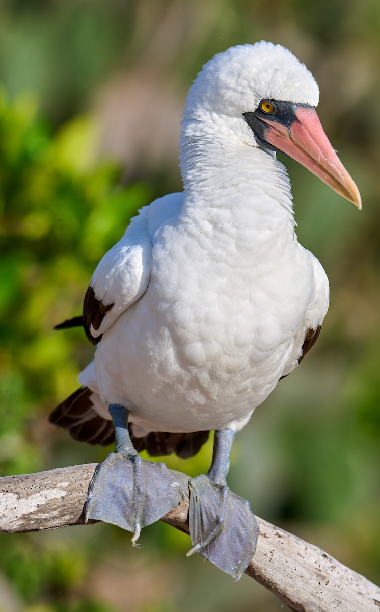 Nazca Booby - ML642225152
