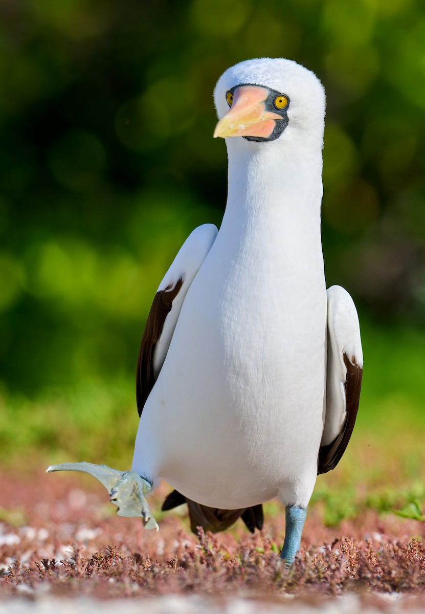 Nazca Booby - ML642225153