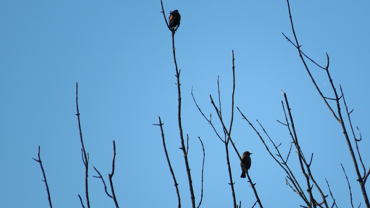 Rusty Blackbird - ML642225155