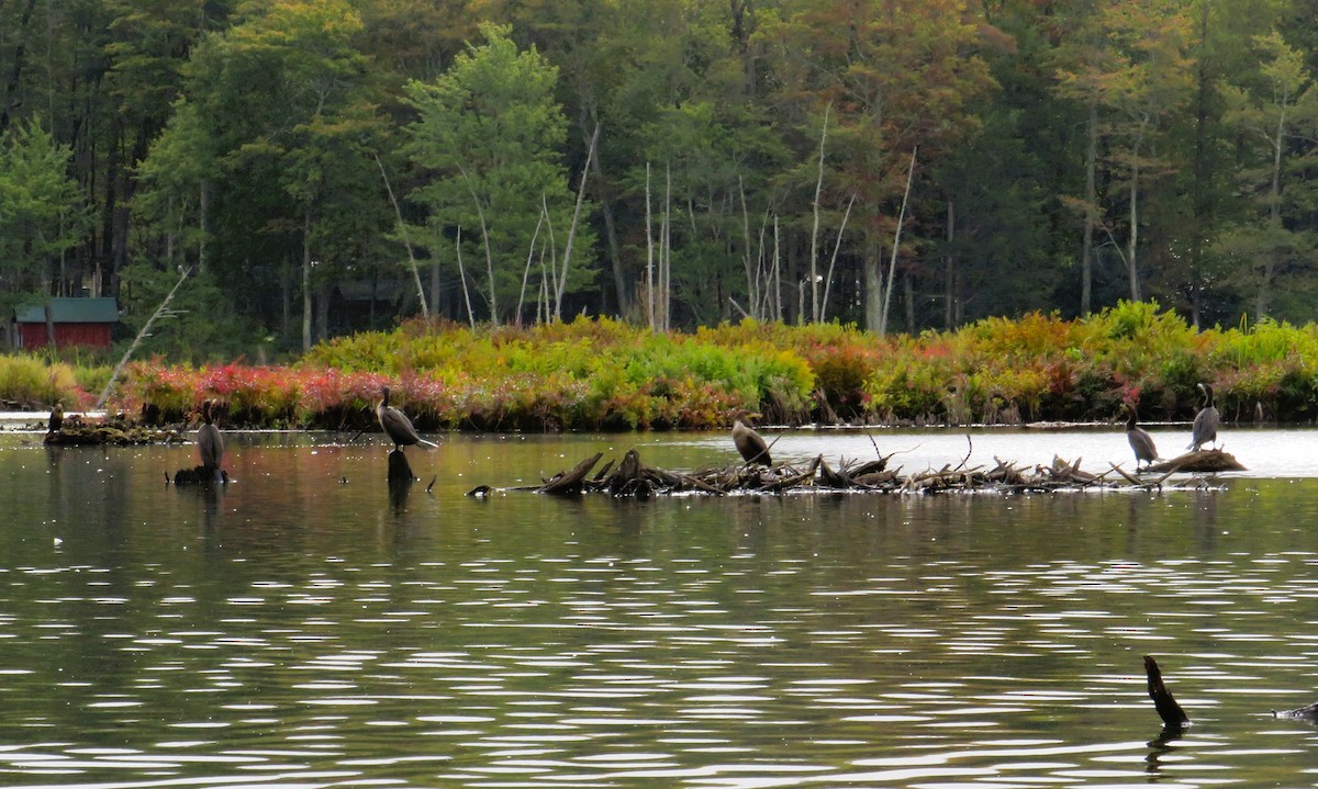 Double-crested Cormorant - ML642225168