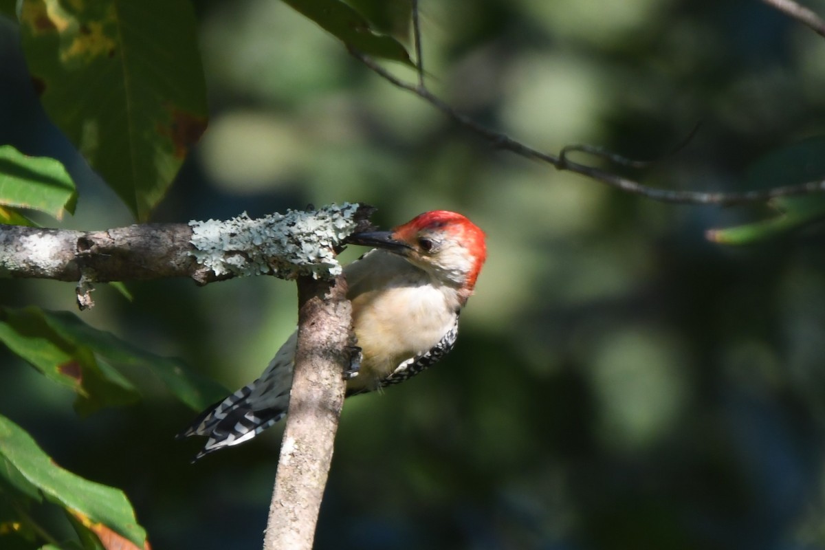 Red-bellied Woodpecker - ML642225241