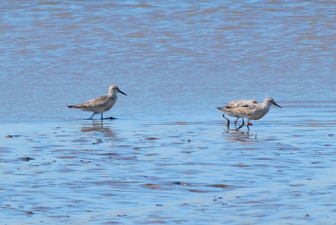 Bécasseau maubèche - ML642225254