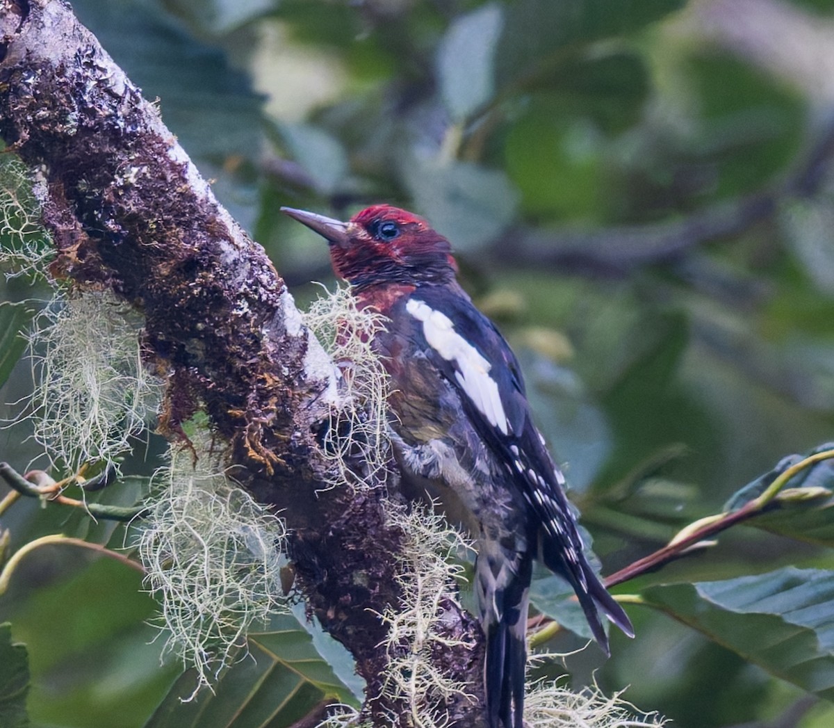 Red-breasted Sapsucker - ML642225259