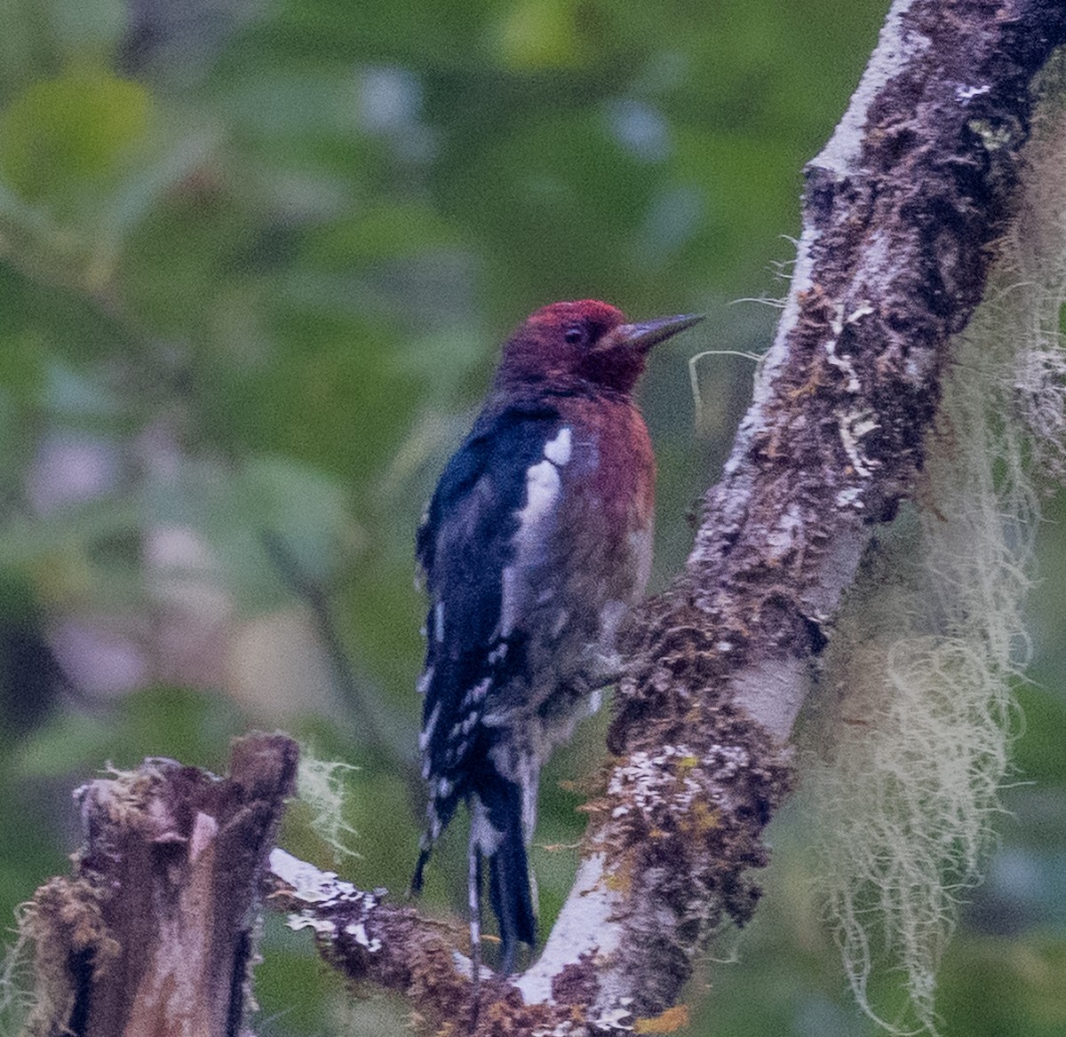 Red-breasted Sapsucker - ML642225260