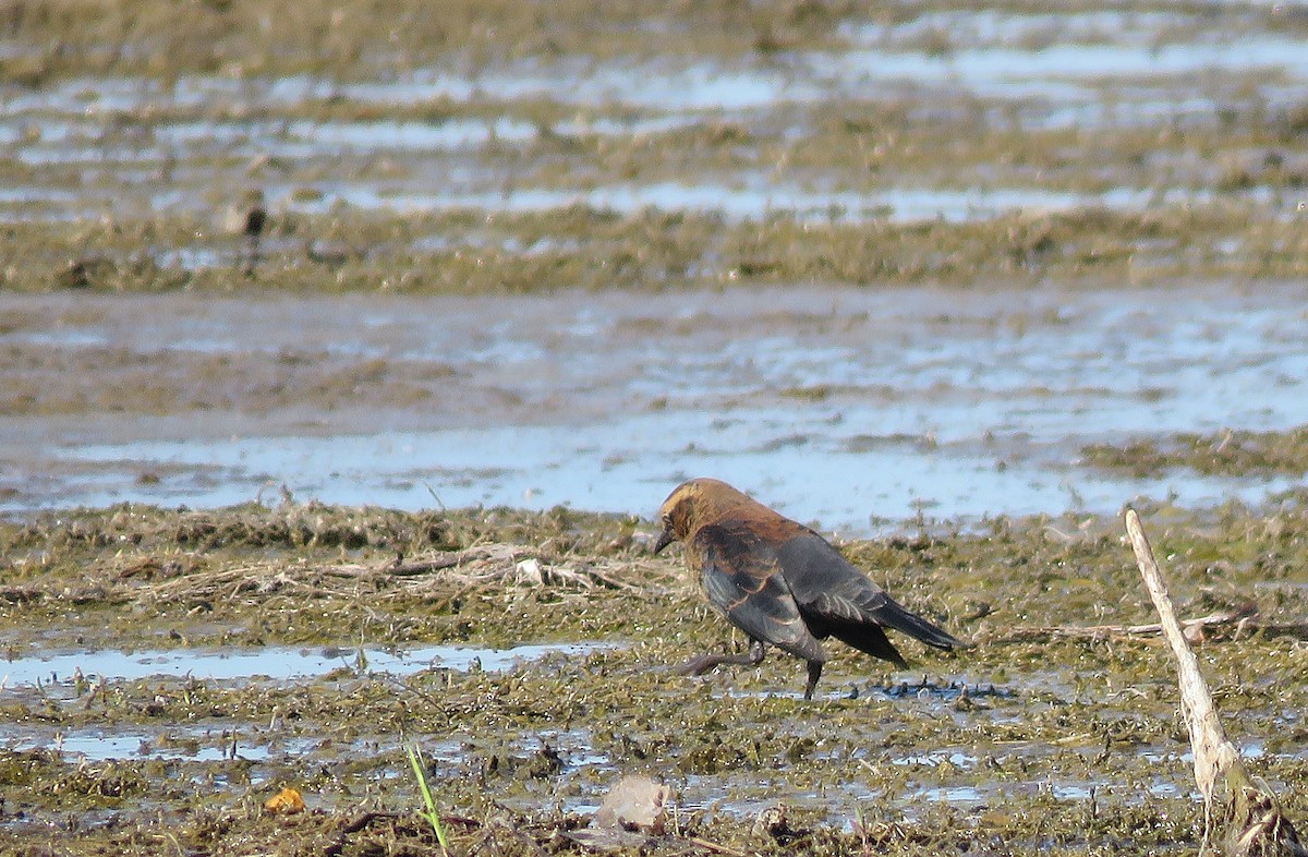 Rusty Blackbird - ML642225285
