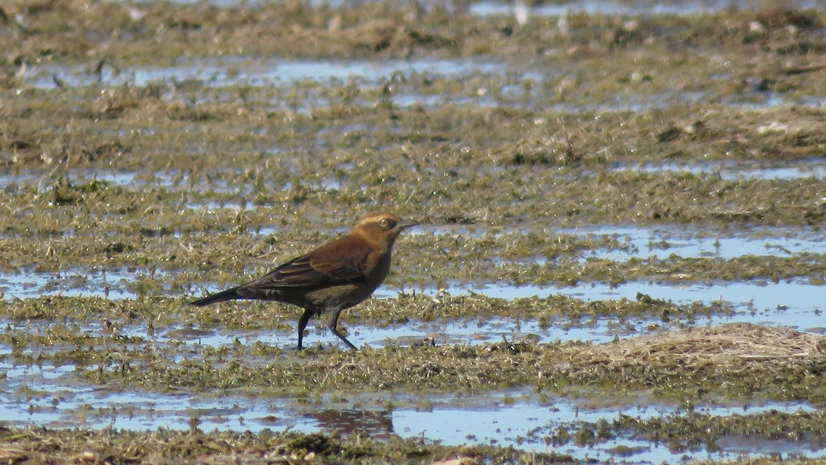 Rusty Blackbird - ML642225286
