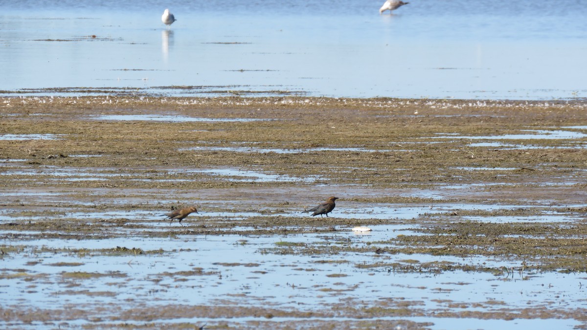 Rusty Blackbird - ML642225287