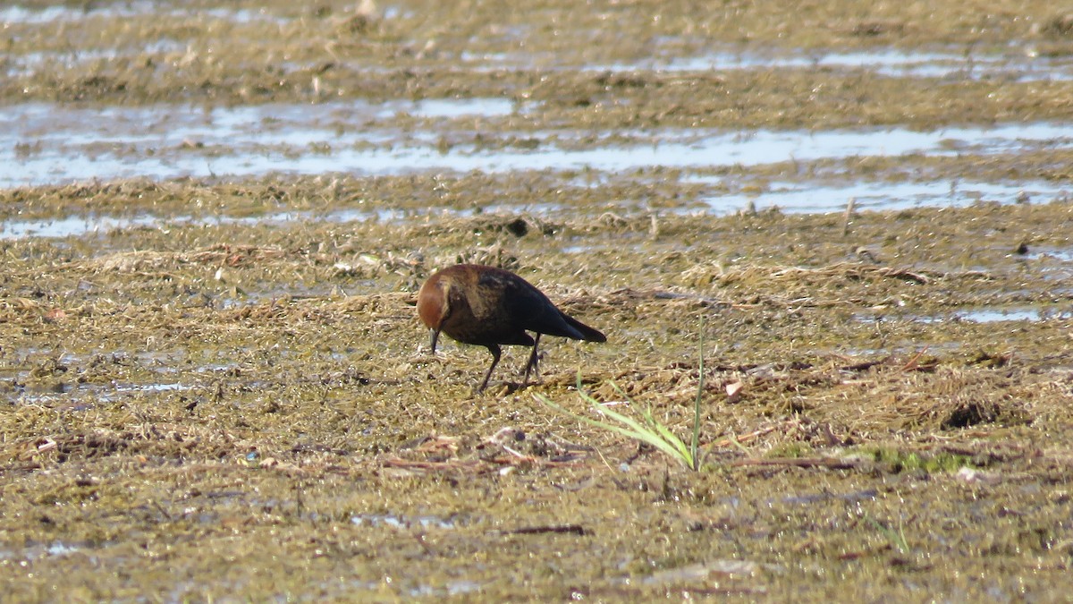 Rusty Blackbird - ML642225288