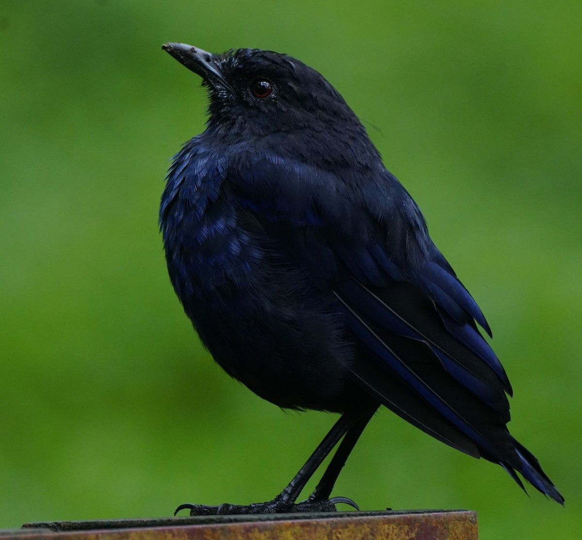 Taiwan Whistling-Thrush - ML642225293