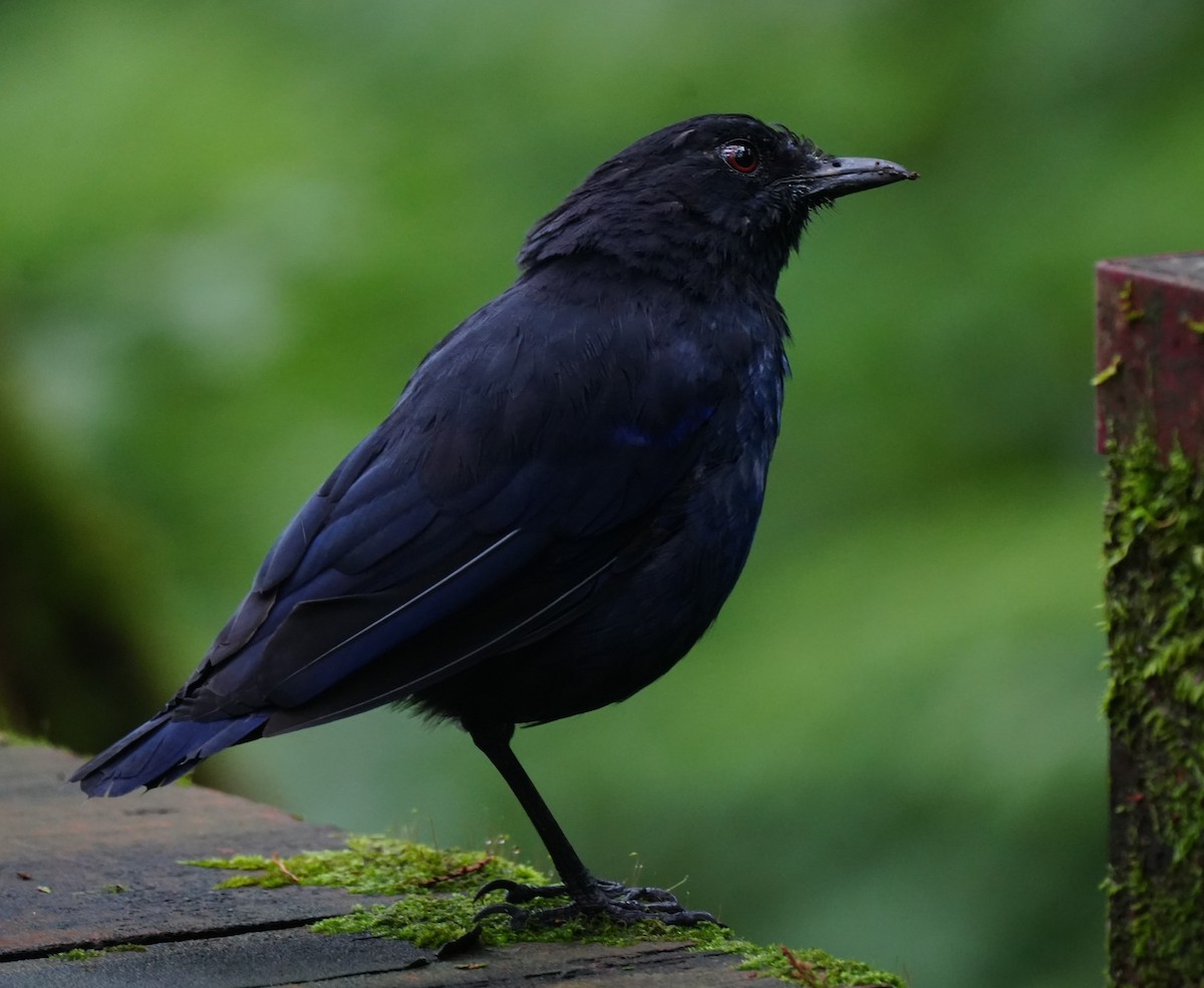 Taiwan Whistling-Thrush - ML642225296