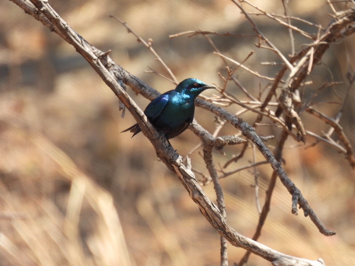 Lesser Blue-eared Starling - ML642225304